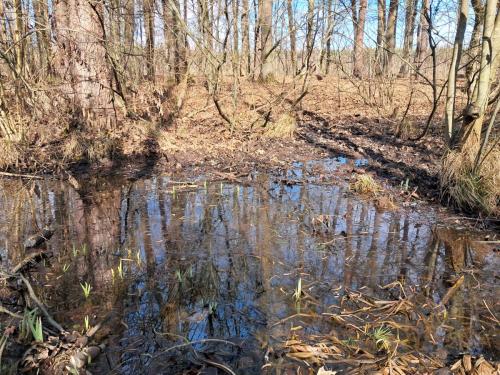 20250312_091730 Krokusy tatrzańskie – nie tylko w Tatrach