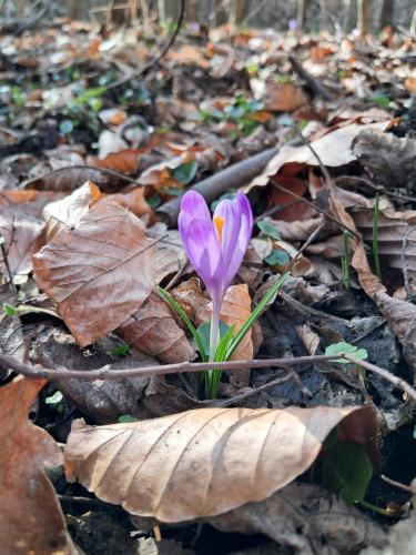 20250312_091823 Krokusy tatrzańskie – nie tylko w Tatrach