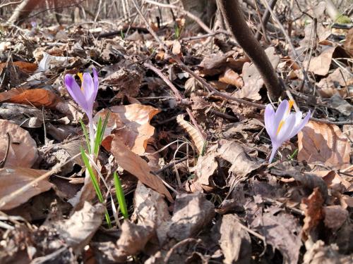 20250312_091959 Krokusy tatrzańskie – nie tylko w Tatrach