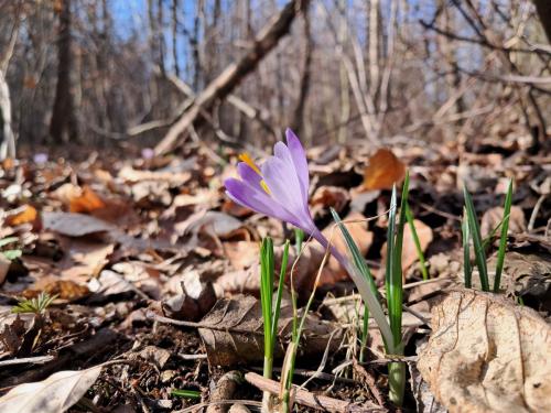 20250312_092005 Krokusy tatrzańskie – nie tylko w Tatrach