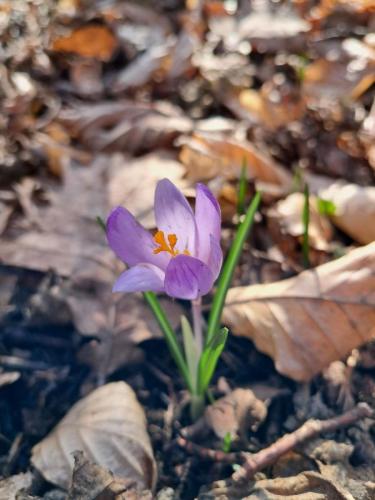 20250312_092017 Krokusy tatrzańskie – nie tylko w Tatrach
