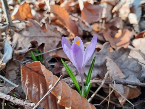 20250312_092331 Krokusy tatrzańskie – nie tylko w Tatrach