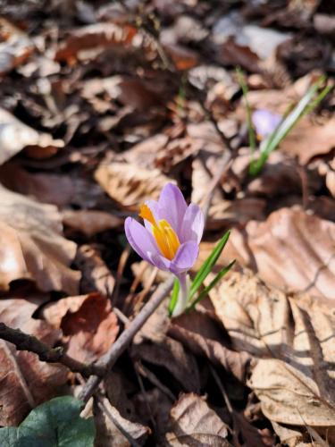 20250312_092336 Krokusy tatrzańskie – nie tylko w Tatrach