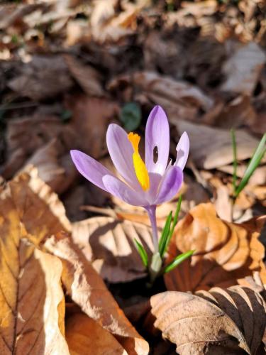 20250312_092451 Krokusy tatrzańskie – nie tylko w Tatrach