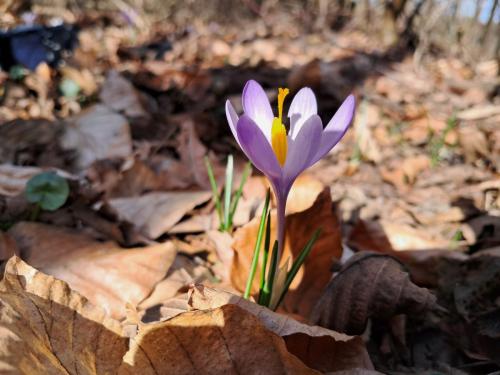 20250312_092456 Krokusy tatrzańskie – nie tylko w Tatrach