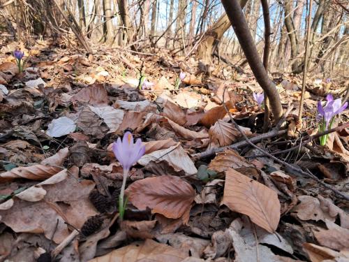 20250312_092508 Krokusy tatrzańskie – nie tylko w Tatrach
