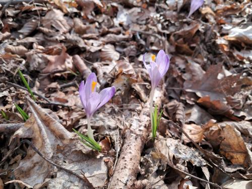 20250312_092739 Krokusy tatrzańskie – nie tylko w Tatrach