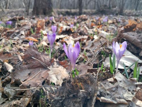 20250312_092750 Krokusy tatrzańskie – nie tylko w Tatrach