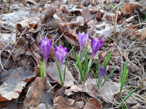 20250312_092803 Krokusy tatrzańskie – nie tylko w Tatrach