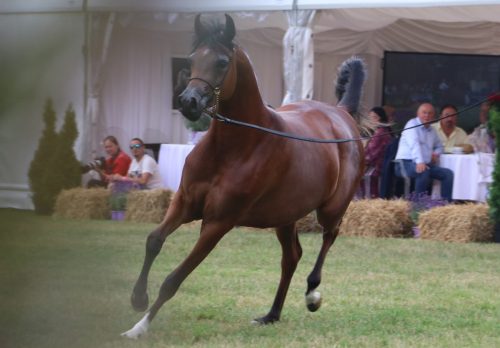 481779913_1055156756643353_3443928176437249515_n Zapraszamy na All-Polish Arabian Horse Championship 2025!