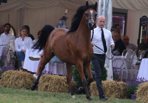 482051116_1055156709976691_7476184874211565452_n Zapraszamy na All-Polish Arabian Horse Championship 2025!