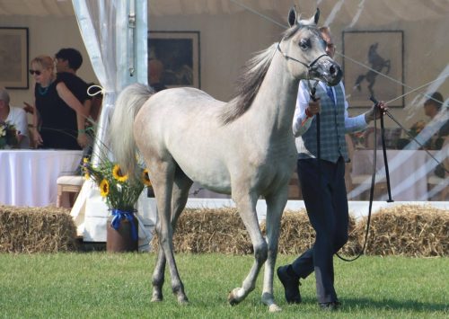 487432794_1073613868130975_1624273952091794813_n Zapraszamy na All-Polish Arabian Horse Championship 2025!