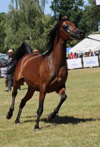 1-copy Międzynarodowe Mistrzostwa Koni Arabskich w Klikowej