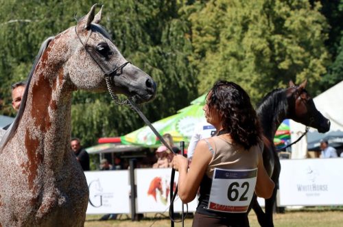3-copy Międzynarodowe Mistrzostwa Koni Arabskich w Klikowej