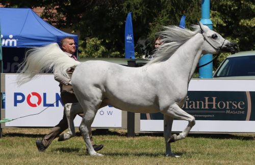 3a-copy Międzynarodowe Mistrzostwa Koni Arabskich w Klikowej