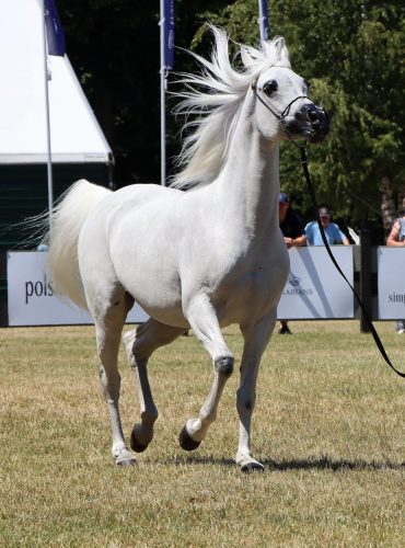 6-copy Międzynarodowe Mistrzostwa Koni Arabskich w Klikowej