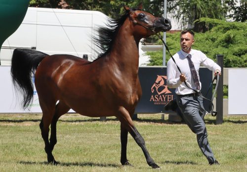 8-copy Międzynarodowe Mistrzostwa Koni Arabskich w Klikowej