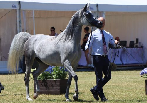 img-7898-edytowano-copy Międzynarodowe Mistrzostwa Koni Arabskich w Klikowej