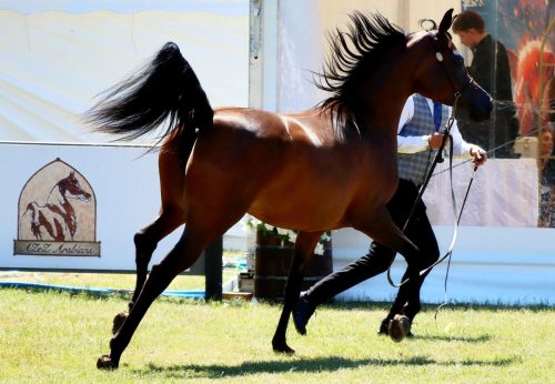 img-7943-edytowano-copy Międzynarodowe Mistrzostwa Koni Arabskich w Klikowej