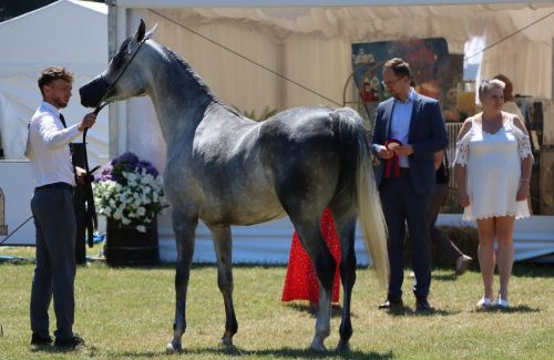 img-8027-edytowano-copy Międzynarodowe Mistrzostwa Koni Arabskich w Klikowej