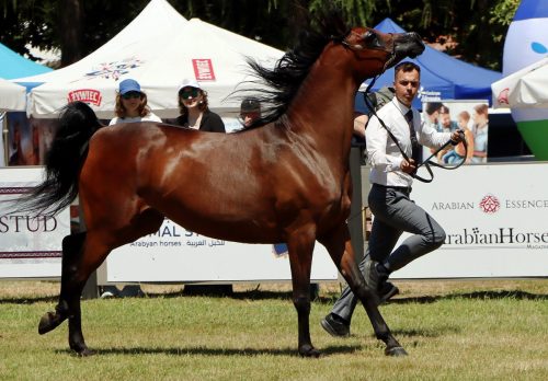 img-8199-edytowano-copy Międzynarodowe Mistrzostwa Koni Arabskich w Klikowej