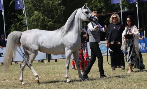 img-8255-edytowano-copy Międzynarodowe Mistrzostwa Koni Arabskich w Klikowej