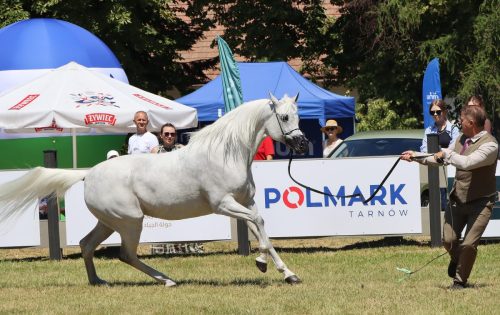 img-8318-edytowano-copy Międzynarodowe Mistrzostwa Koni Arabskich w Klikowej