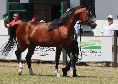 img-8582-edytowano-copy Międzynarodowe Mistrzostwa Koni Arabskich w Klikowej
