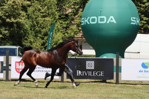 img-8631-edytowano-copy Międzynarodowe Mistrzostwa Koni Arabskich w Klikowej