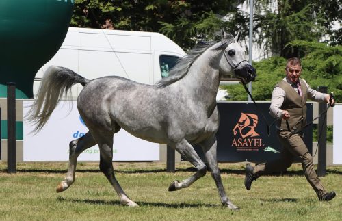 img-8652-edytowano-copy Międzynarodowe Mistrzostwa Koni Arabskich w Klikowej