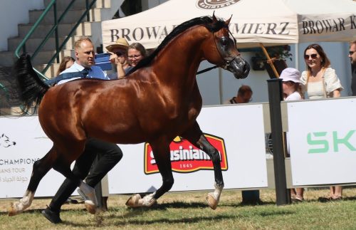 img-8668-edytowano-copy Międzynarodowe Mistrzostwa Koni Arabskich w Klikowej