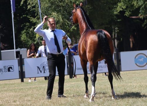 img-8697-edytowano-copy Międzynarodowe Mistrzostwa Koni Arabskich w Klikowej