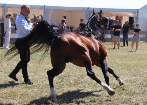 img-8744-edytowano-copy Międzynarodowe Mistrzostwa Koni Arabskich w Klikowej