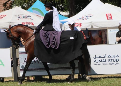 img-8791-edytowano-copy Międzynarodowe Mistrzostwa Koni Arabskich w Klikowej