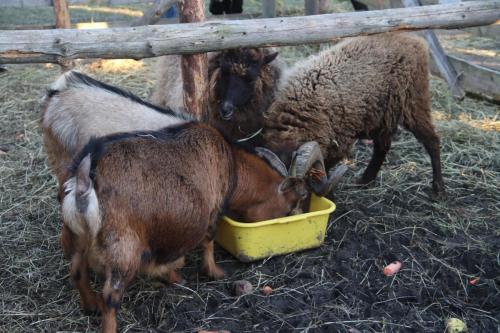 1-Copy Szopka u Bernardynów