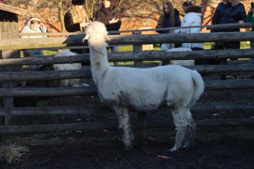 10-Copy Szopka u Bernardynów