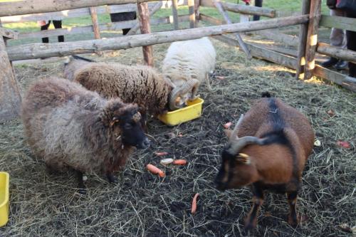 13-Copy Szopka u Bernardynów