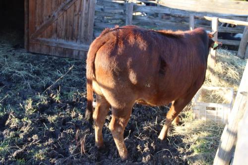 16-Copy Szopka u Bernardynów