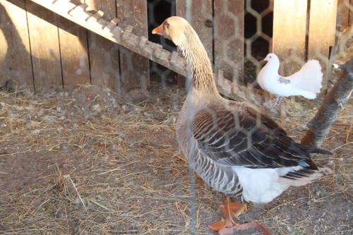 18-Copy Szopka u Bernardynów