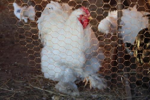 2-Copy Szopka u Bernardynów