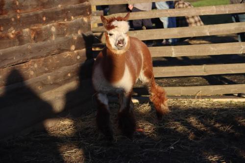 22-Copy Szopka u Bernardynów