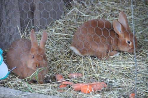 3-Copy Szopka u Bernardynów