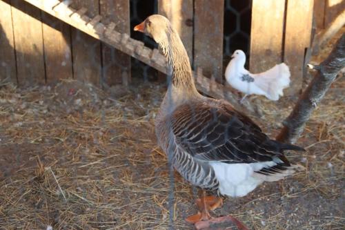 34-Copy Szopka u Bernardynów