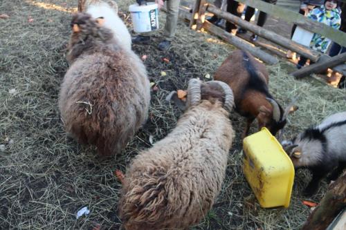 36-Copy Szopka u Bernardynów