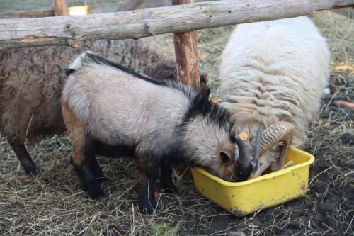 37-Copy Szopka u Bernardynów