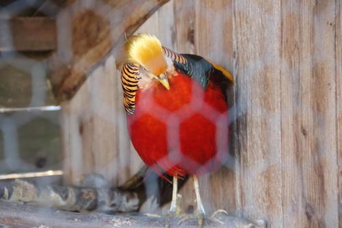 6-Copy Szopka u Bernardynów