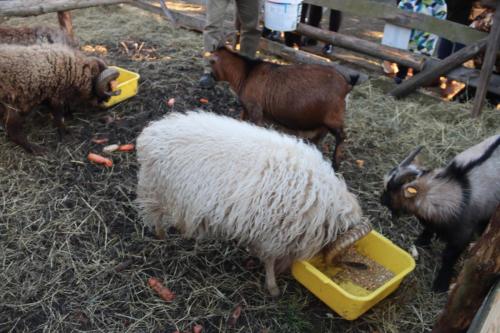 8-Copy Szopka u Bernardynów