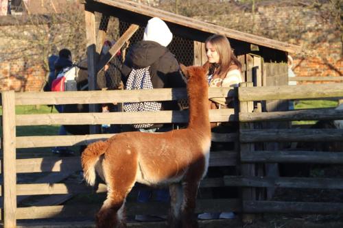 9-Copy Szopka u Bernardynów