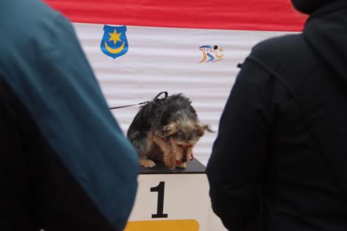 img-1306-copy 29 bieg Sokołów z okazji Święta Niepodległości - część 3