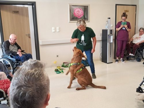 Dogoterapia-01 Psy, dzieci i wolontariusze. W Mościckim Centrum Medycznym terapia zaczyna się od bliskości